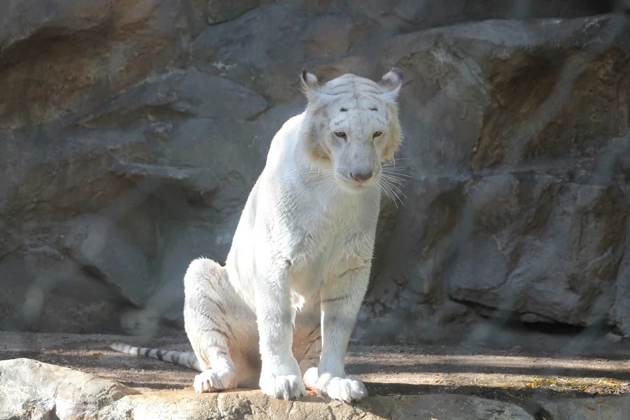 Un tigre blanc au Secret Garden du Mirage à Las Vegas, le sanctuaire créé par Siegfried et Roy