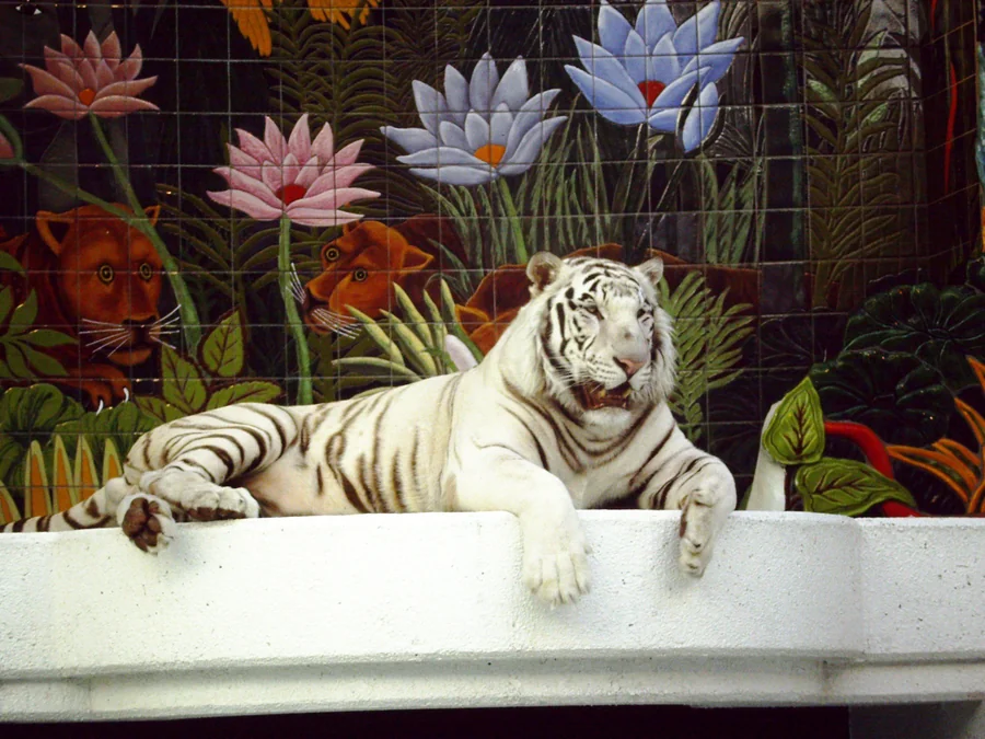 Siegfried et Roy en scène au Mirage de Las Vegas en 1990, avec l'un de leurs tigres blancs