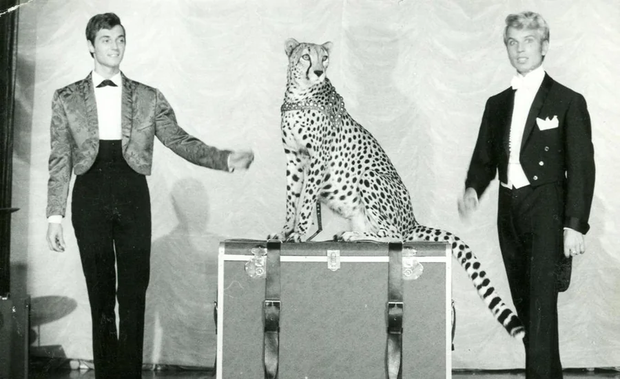 Siegfried et Roy en habit de scène avec leur guépard posé sur un caisson, lors de leurs premières années de cabaret