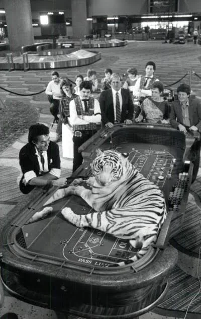 Un tigre allongé sur une table de jeu d'un casino de Las Vegas, image promotionnelle de l'époque de Siegfried et Roy